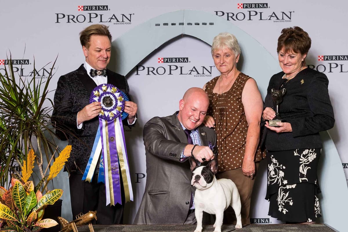 French Bulldog Puppies - Grand Champion Sire and Champion Pedigree breeder image 10