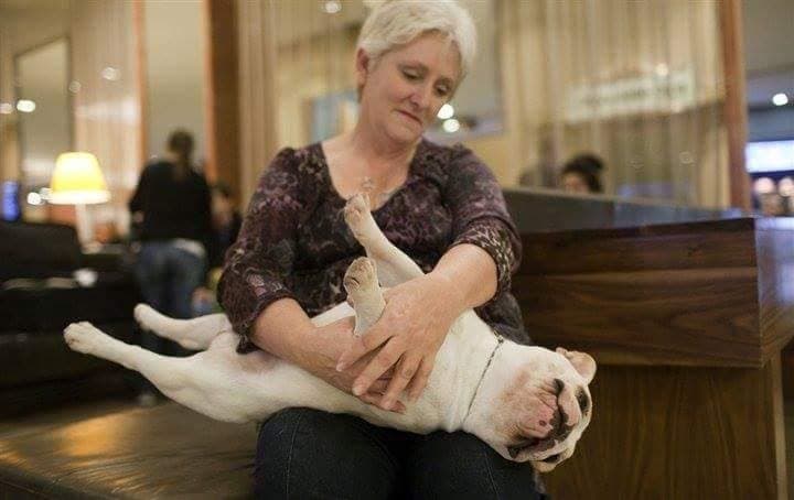 French Bulldog Puppies - Grand Champion Sire and Champion Pedigree breeder image 2