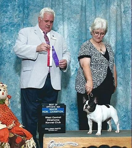 French Bulldog Puppies - Grand Champion Sire and Champion Pedigree breeder image 9