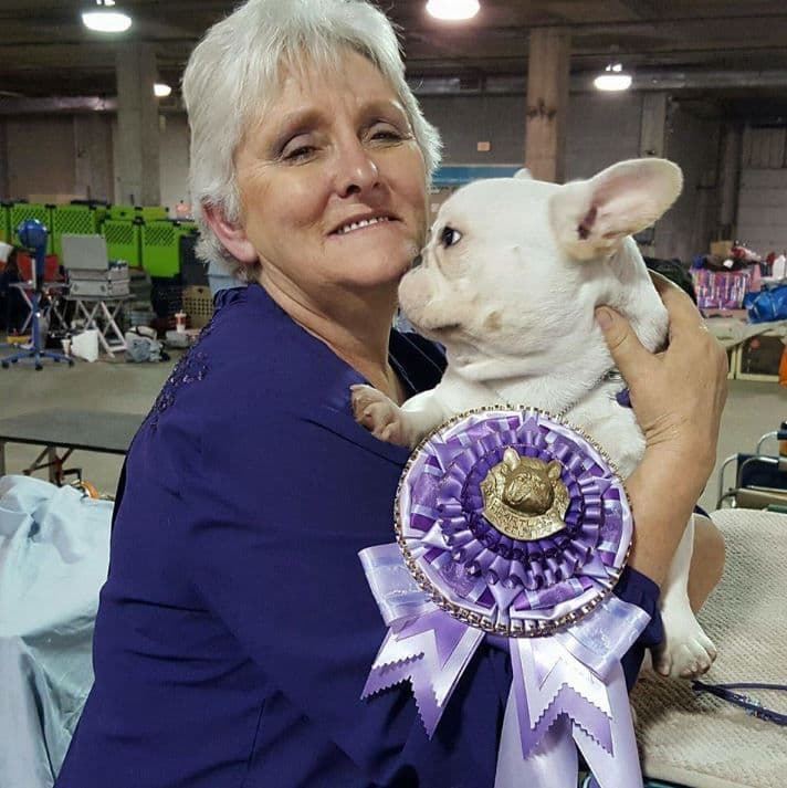 French Bulldog Puppies - Grand Champion Sire and Champion Pedigree breeder image 1