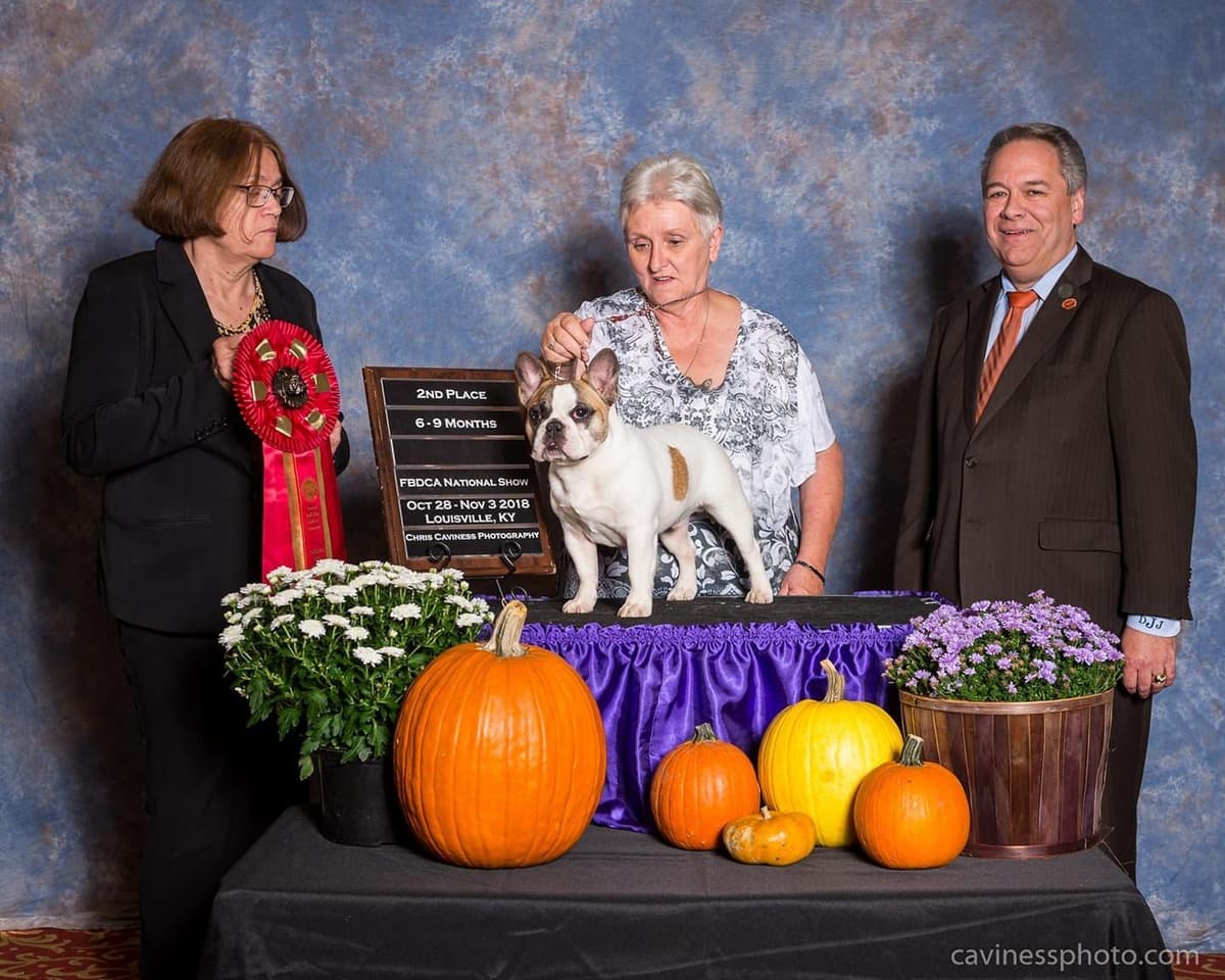 French Bulldog Puppies - Grand Champion Sire and Champion Pedigree breeder image 8