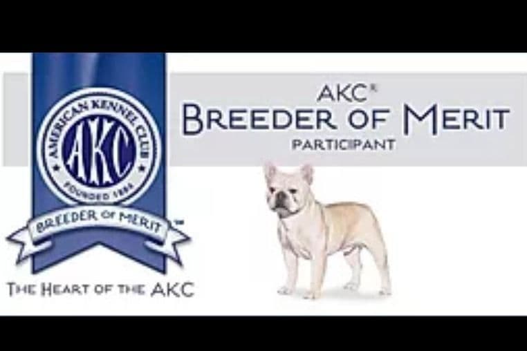 French Bulldog Puppies - Grand Champion Sire and Champion Pedigree breeder image 4