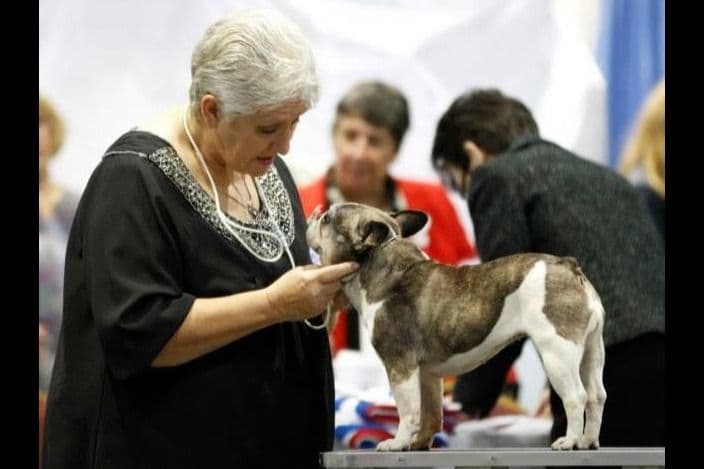 French Bulldog Puppies - Grand Champion Sire and Champion Pedigree breeder image 6