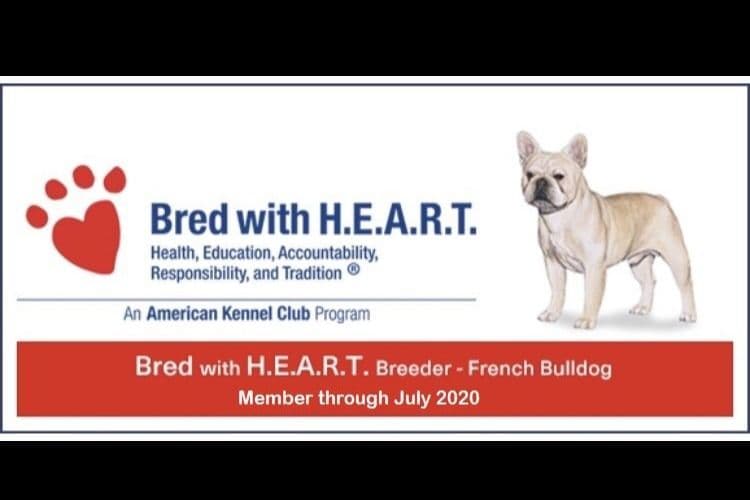French Bulldog Puppies - Grand Champion Sire and Champion Pedigree breeder image 5