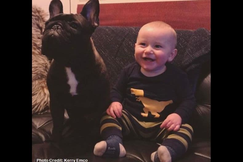 French Bulldog Puppies - Grand Champion Sire and Champion Pedigree breeder image 7