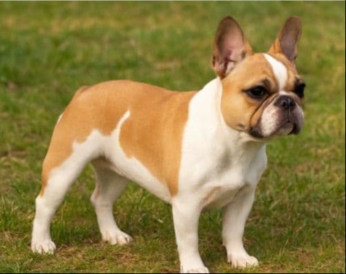 French Bulldog Puppies - Grand Champion Sire and Champion Pedigree media 2