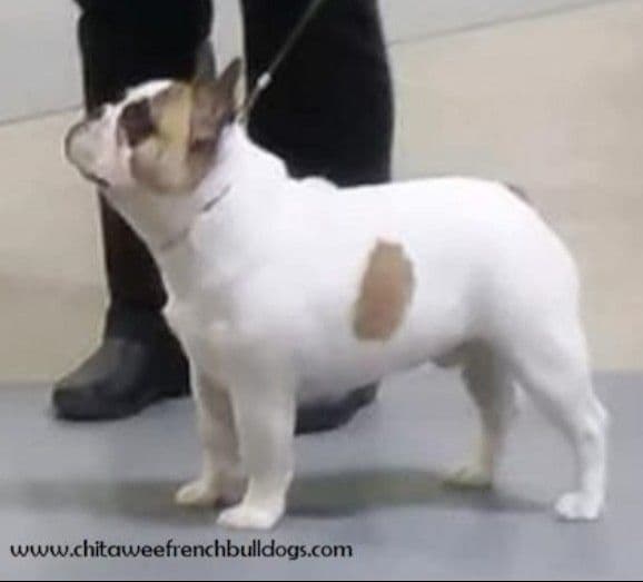 French Bulldog Puppies - Grand Champion Sire and Champion Pedigree media 3