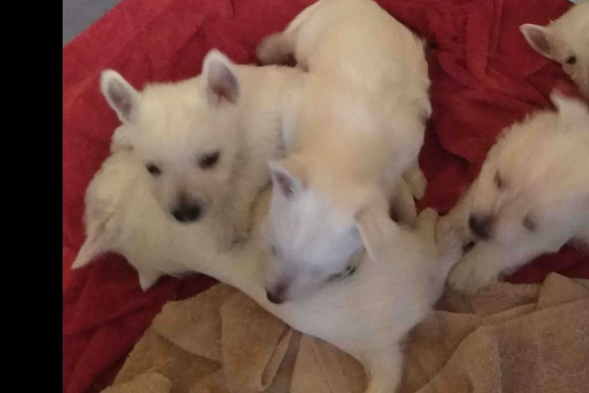 West Highland White Terrier Puppies breeder image 14
