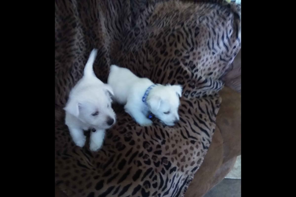West Highland White Terrier Puppies breeder image 17