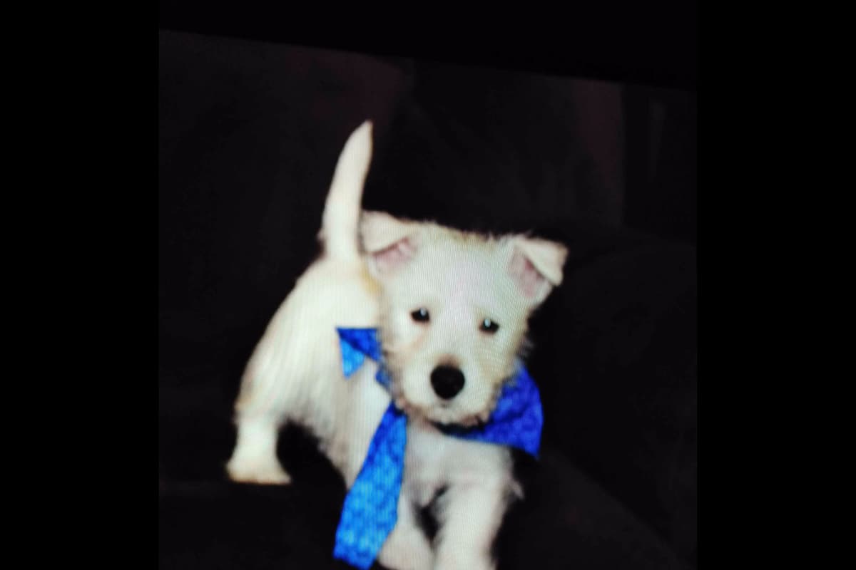 West Highland White Terrier Puppies breeder image 16