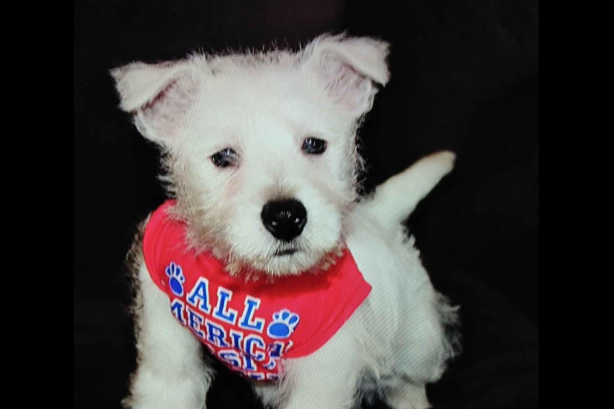 West Highland White Terrier Puppies breeder image 18