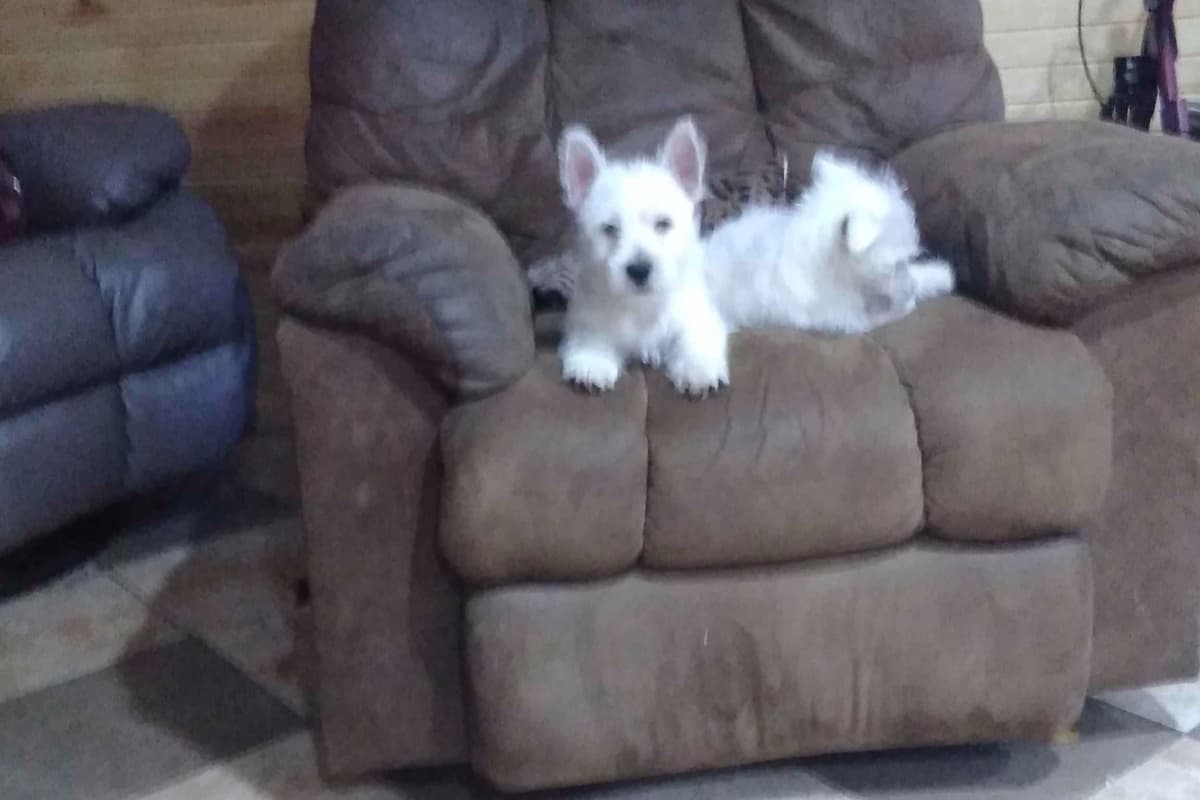 West Highland White Terrier Puppies breeder image 15