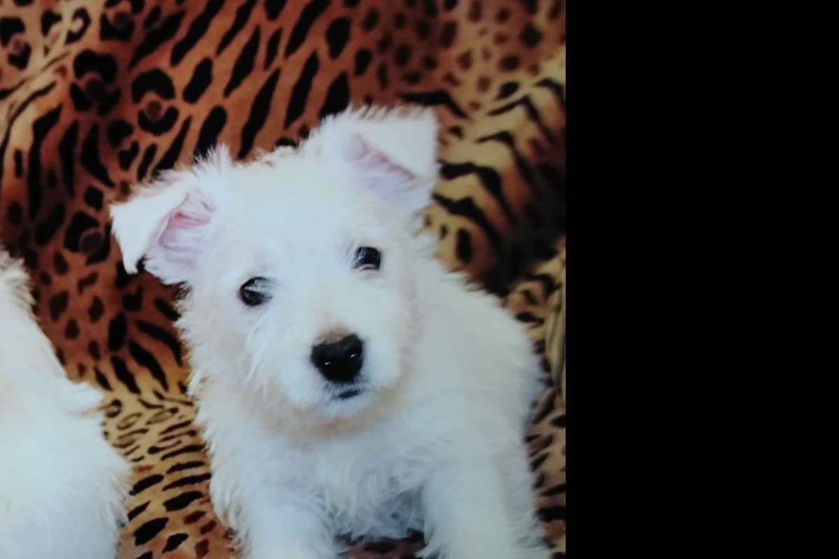 West Highland White Terrier Puppies breeder image 13