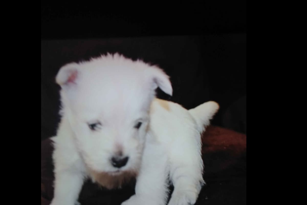West Highland White Terrier Puppies breeder image 19