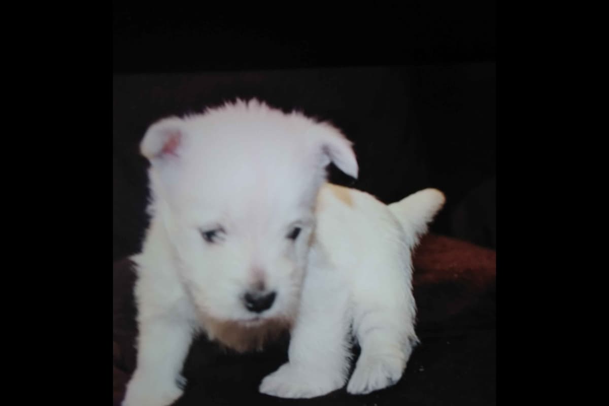 West Highland White Terrier Puppies breeder image 20