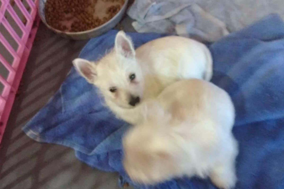 West Highland White Terrier Puppies breeder image 21