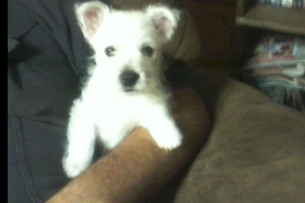 West Highland White Terrier Puppies breeder image 12