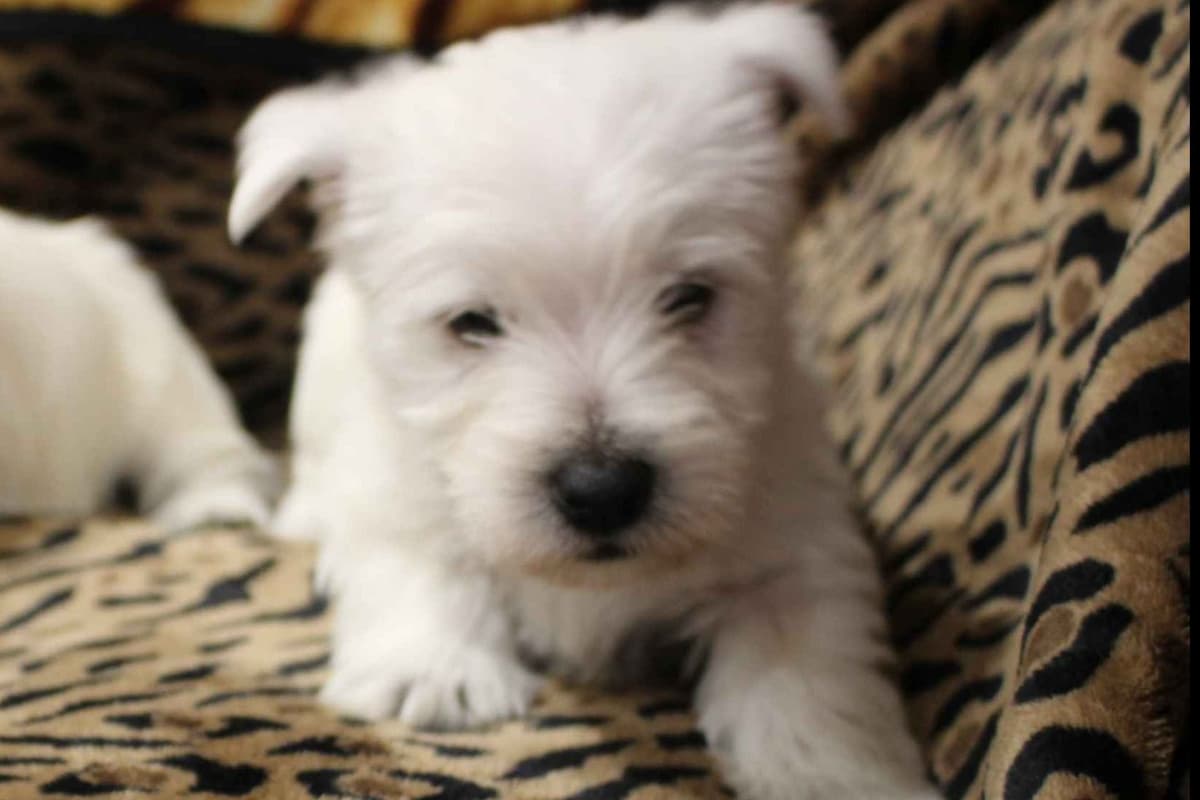 West Highland White Terrier Puppies breeder image 11