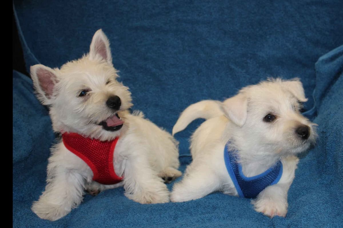 West Highland White Terrier Puppies breeder image 10