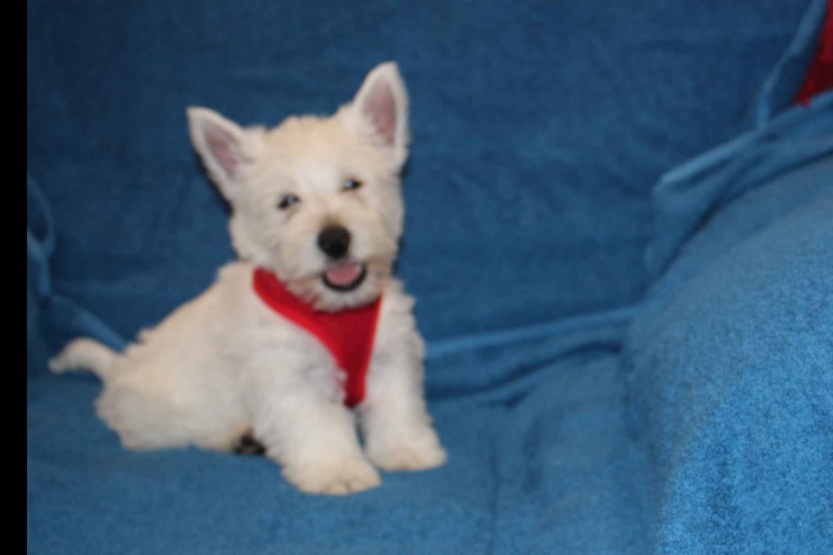 West Highland White Terrier Puppies breeder image 23