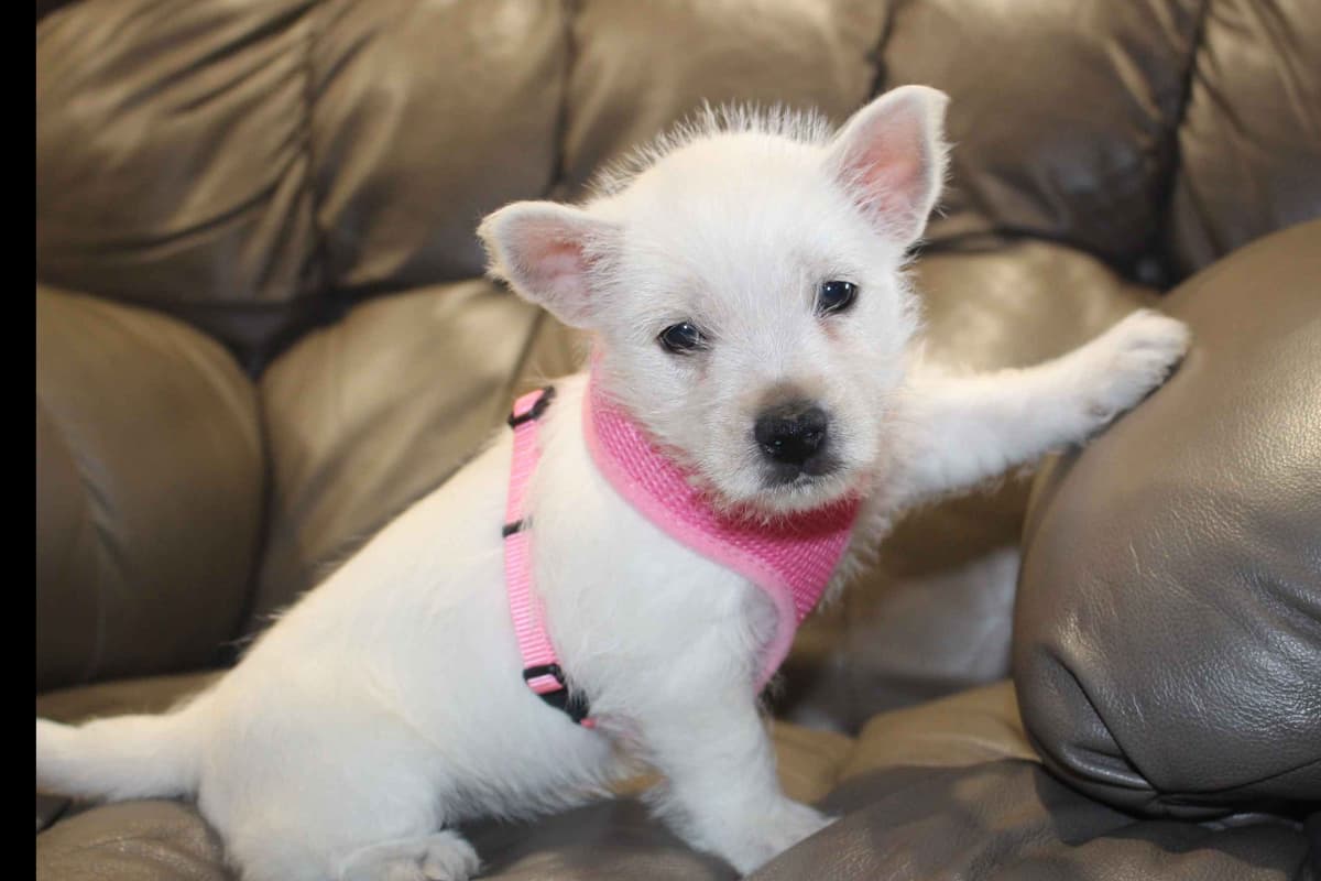 West Highland White Terrier Puppies breeder image 9