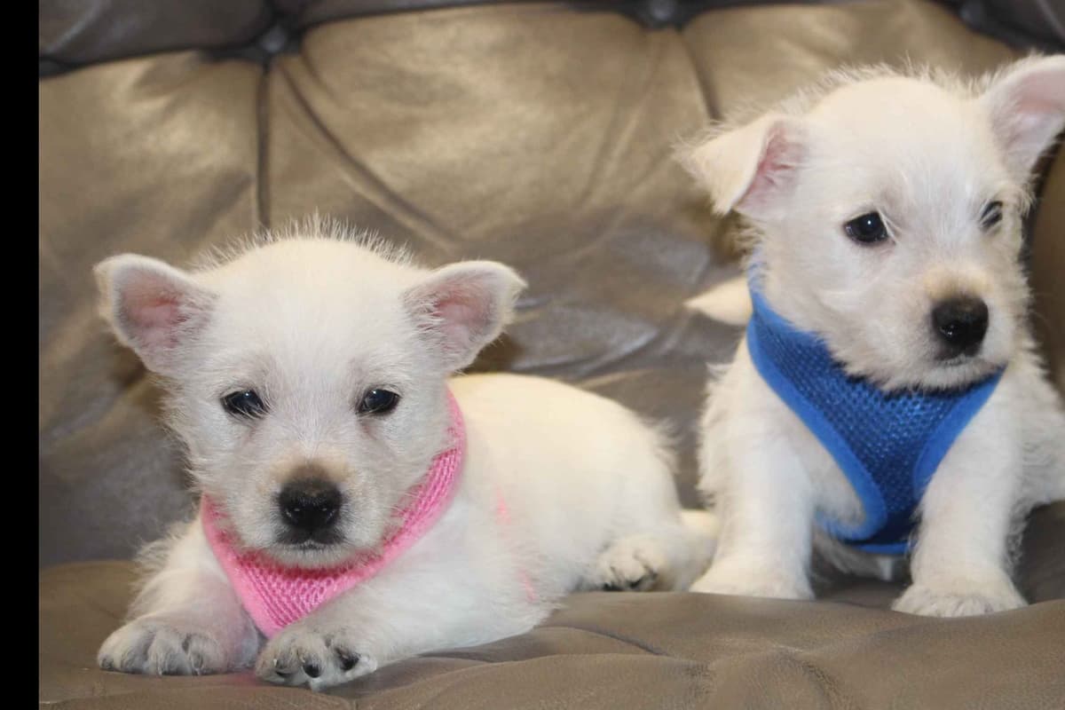 West Highland White Terrier Puppies breeder image 24