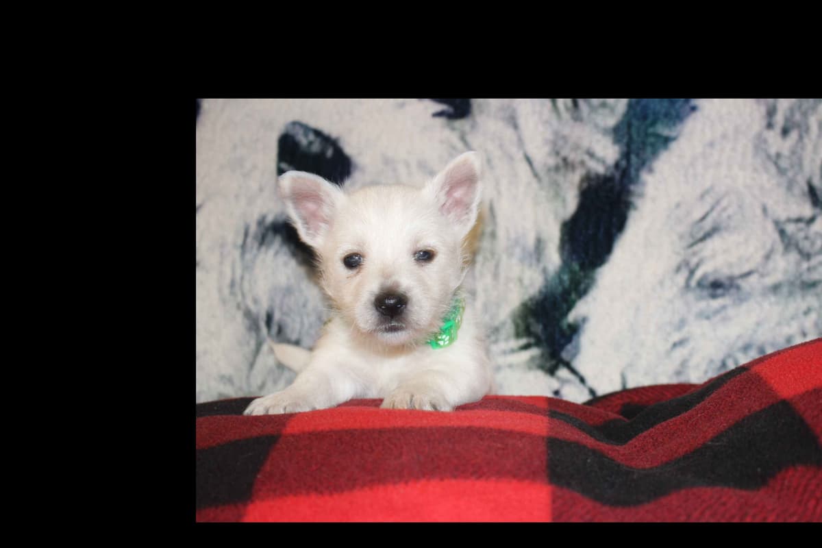 West Highland White Terrier Puppies breeder image 8