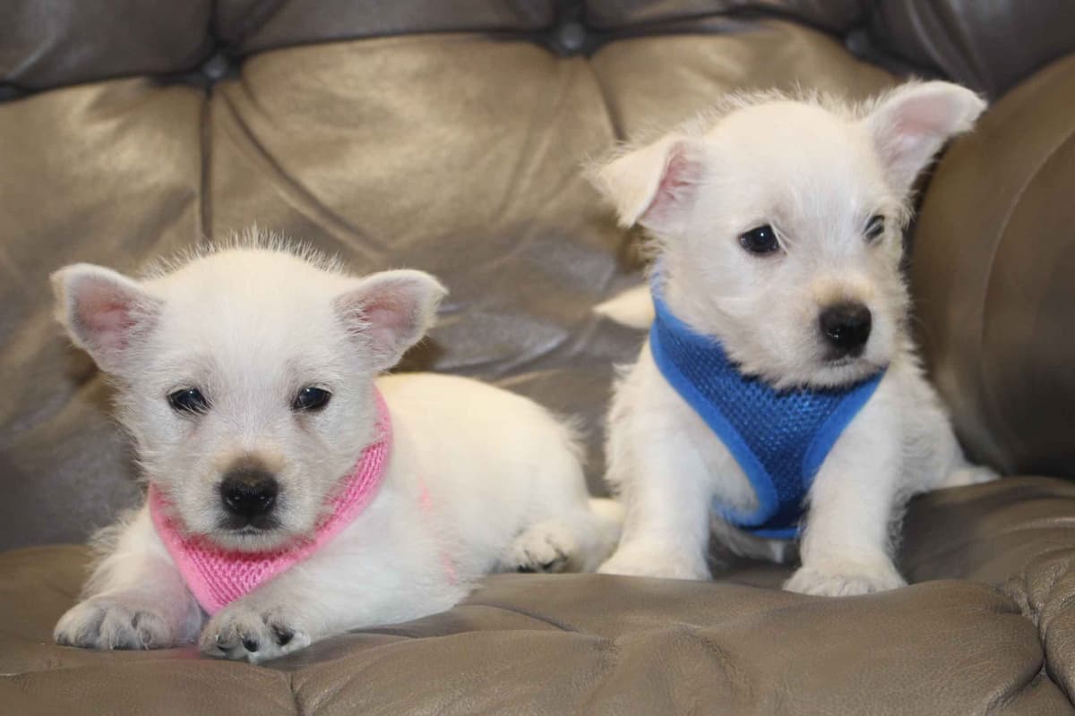 West Highland White Terrier Puppies breeder image 25