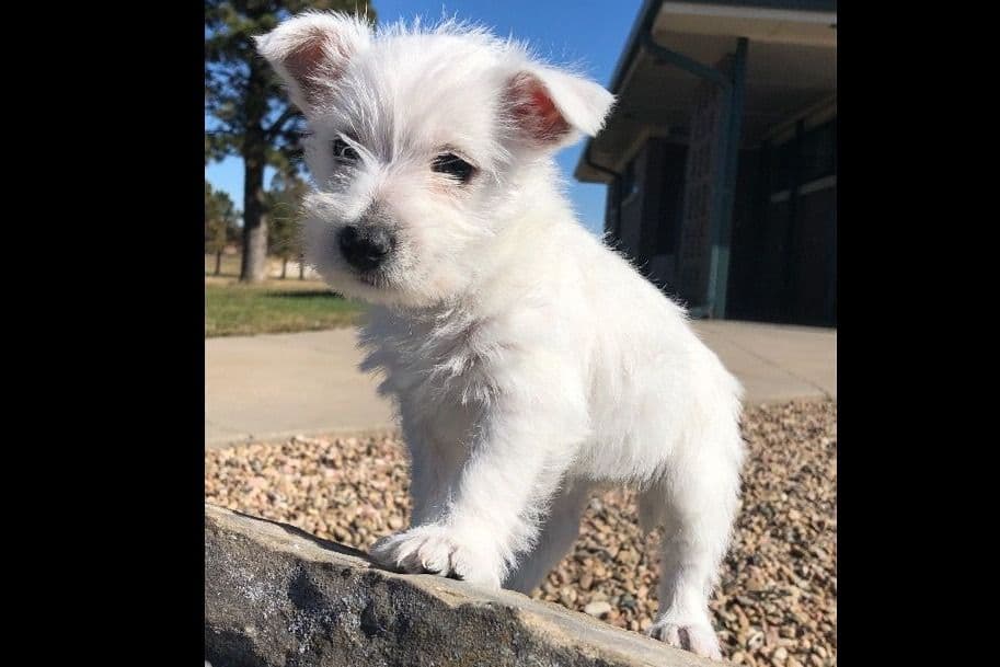 West Highland White Terrier Puppies breeder image 7