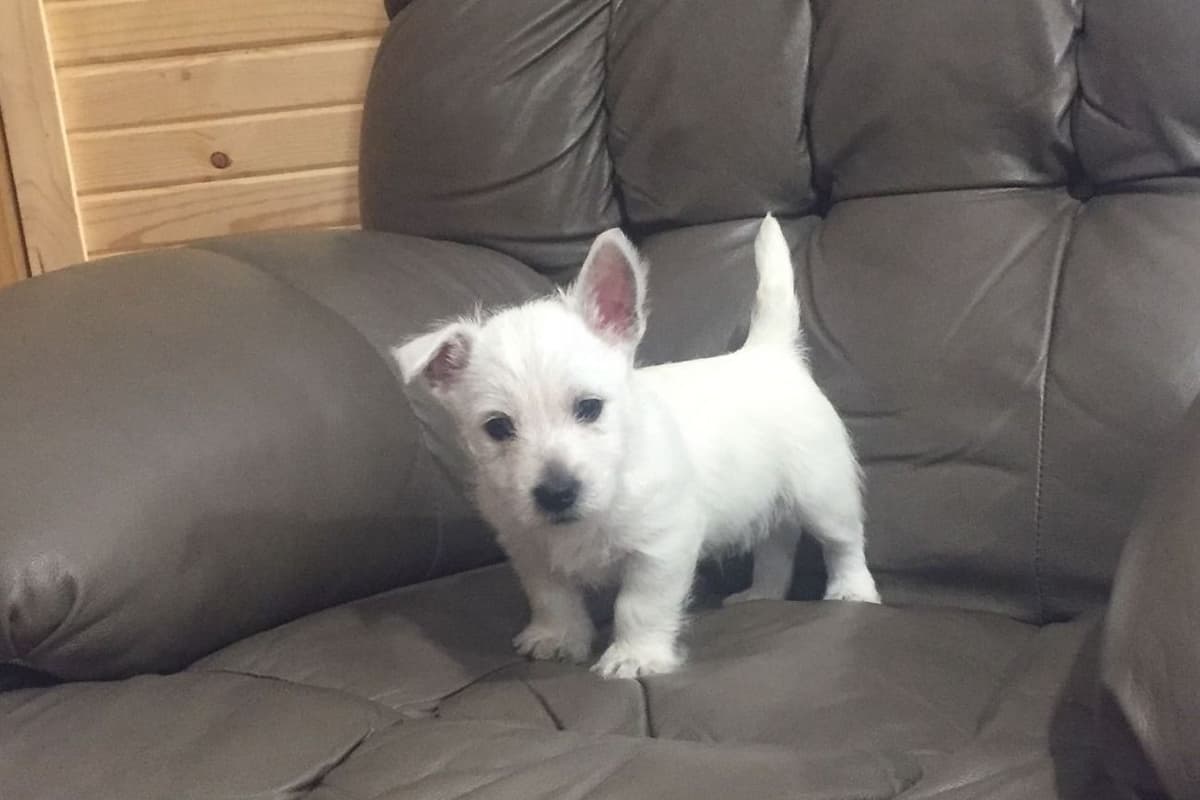West Highland White Terrier Puppies breeder image 6