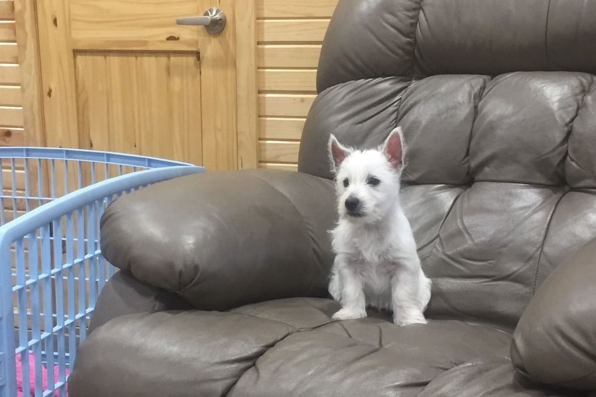 West Highland White Terrier Puppies breeder image 4