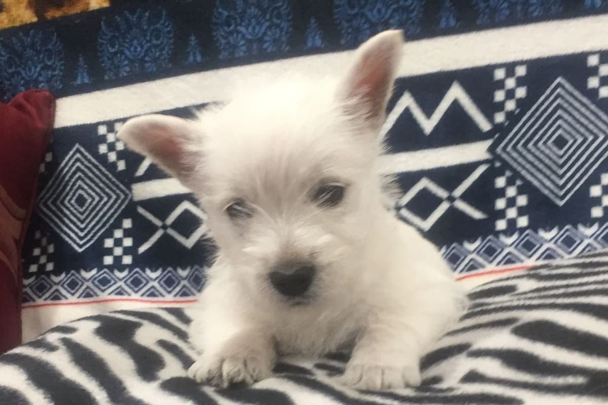 West Highland White Terrier Puppies breeder image 3