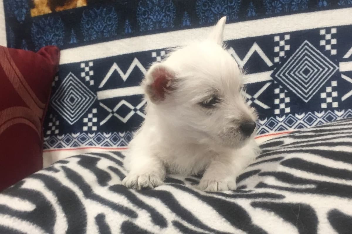 West Highland White Terrier Puppies breeder image 26