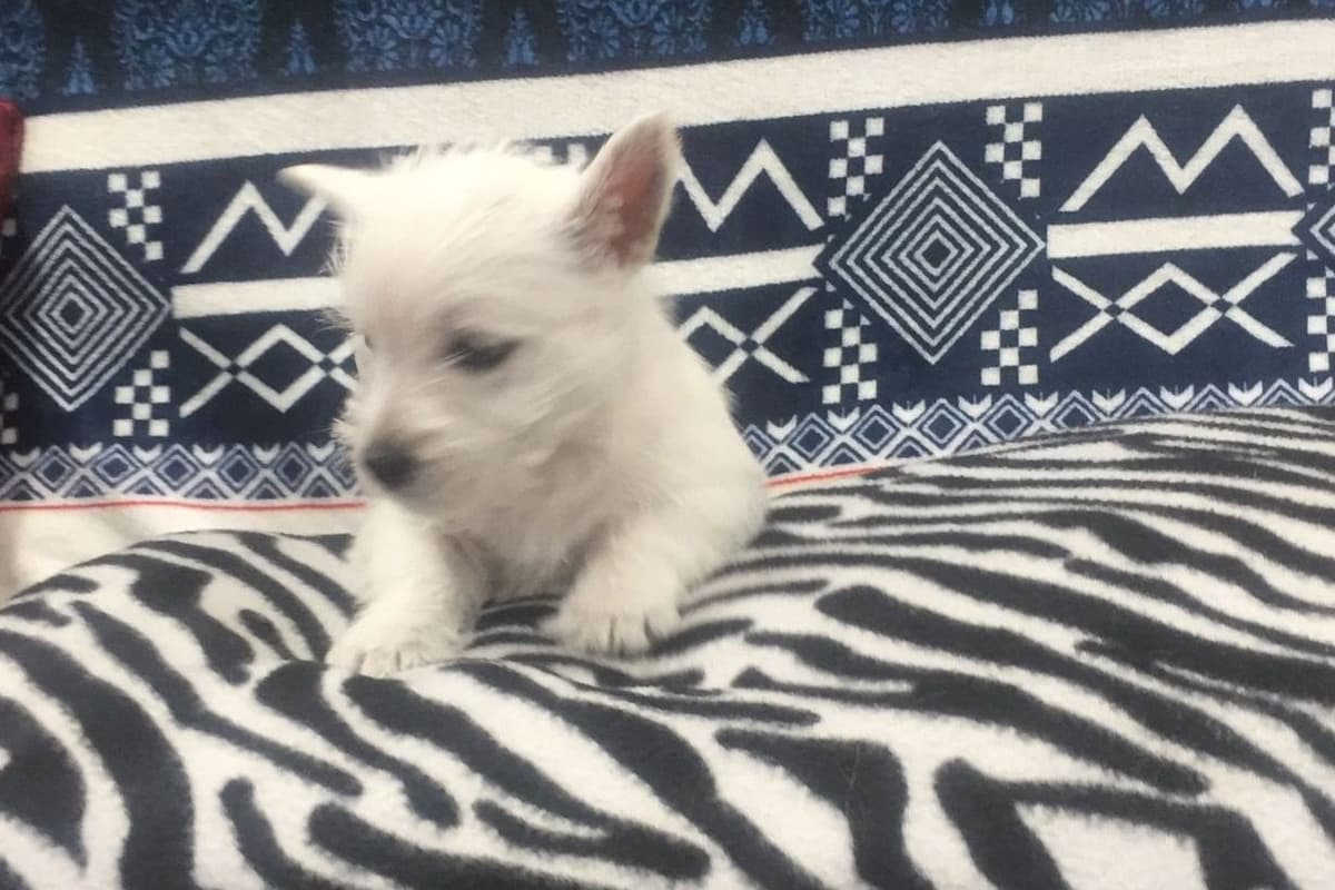 West Highland White Terrier Puppies breeder image 27
