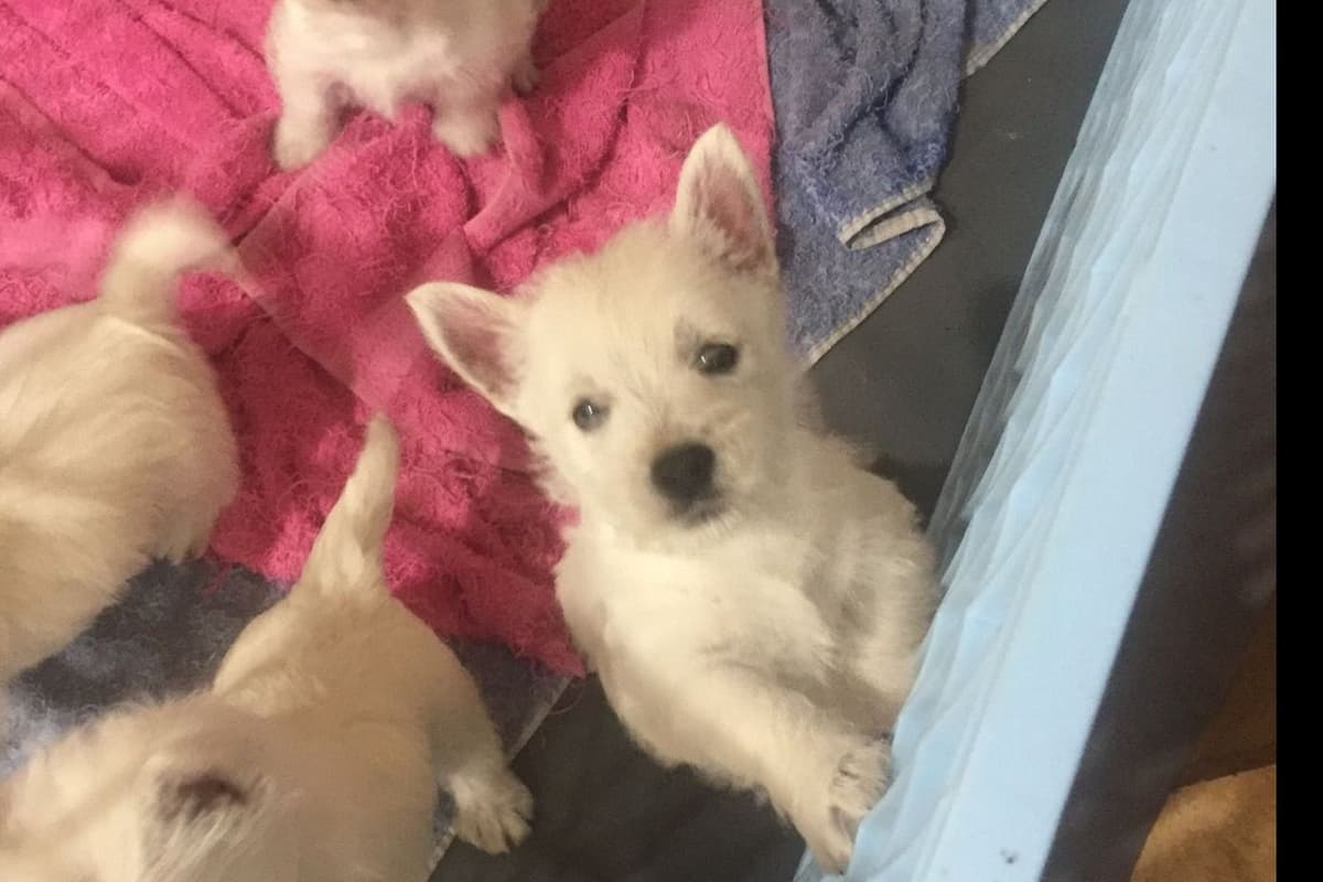 West Highland White Terrier Puppies breeder image 2