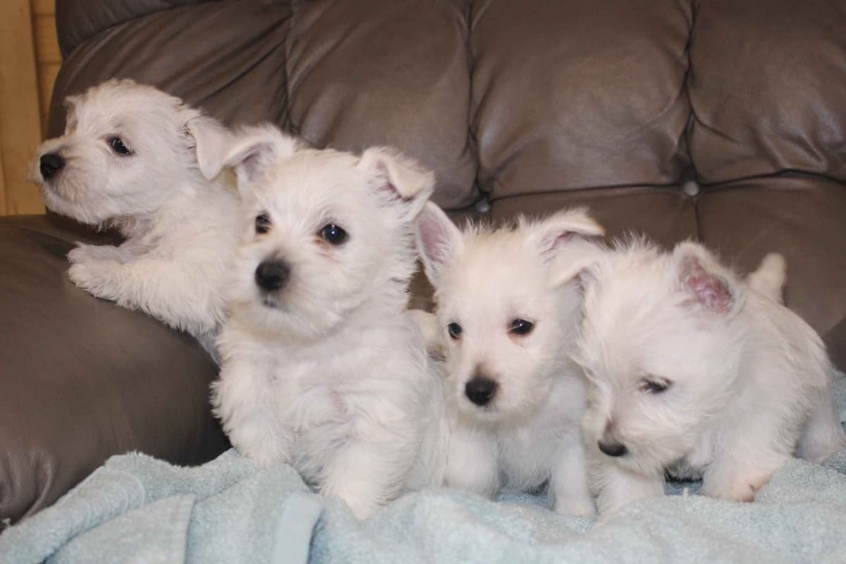 West Highland White Terrier Puppies breeder image 1