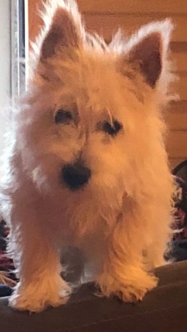 West Highland White Terrier Puppies breeder image 28