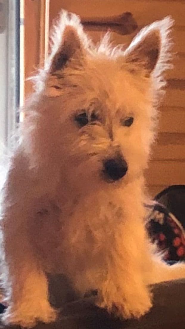West Highland White Terrier Puppies breeder image 29