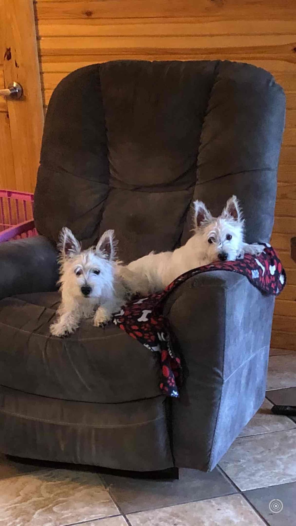 West Highland White Terrier Puppies breeder image 30