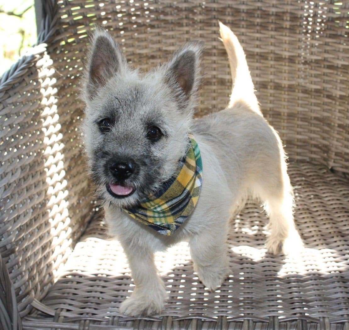 Cairn Terrier Puppies breeder image 1