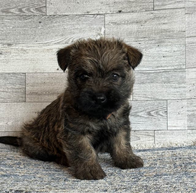 Cairn Terrier Puppies media 2