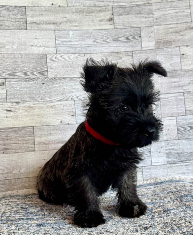 Cairn Terrier Puppies media 2