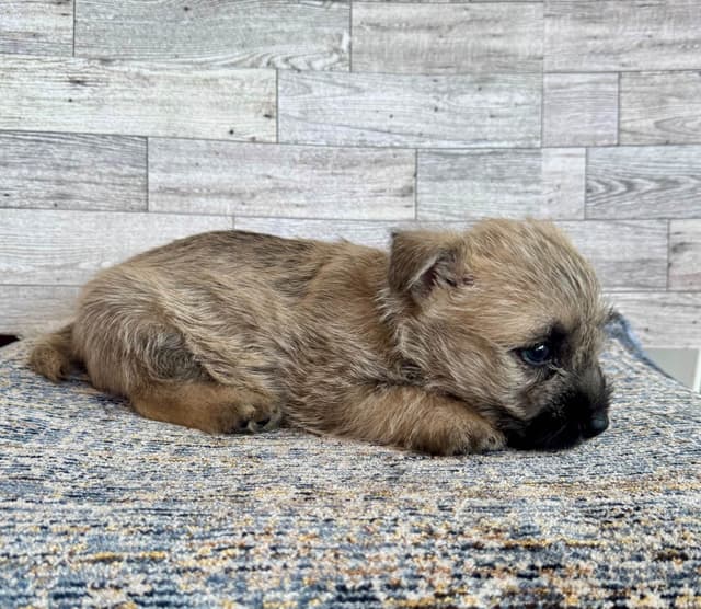 Cairn Terrier Puppies media 2