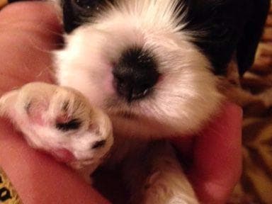 Cocker Spaniel Puppies breeder image 1