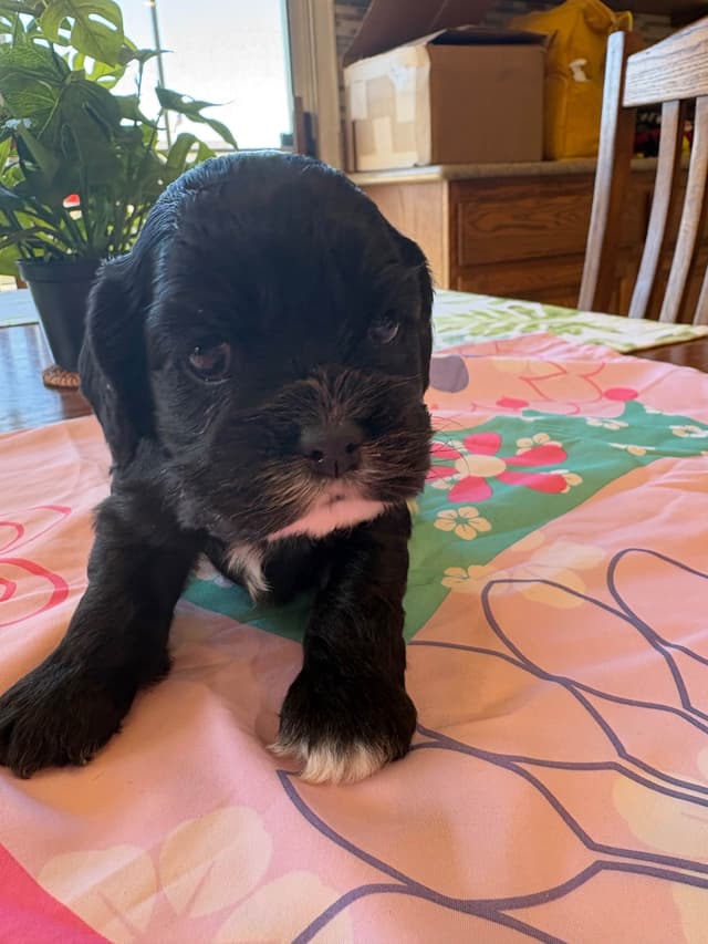 Cocker Spaniel Puppies media 3