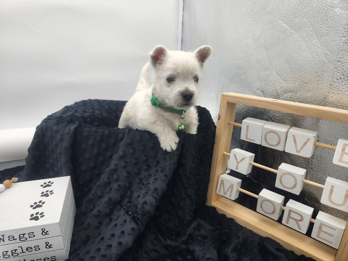 French Bulldog Puppies breeder image 1