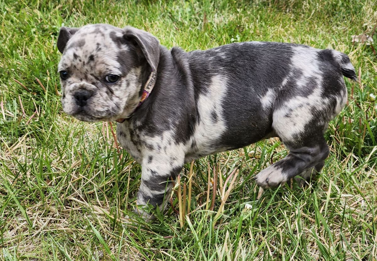 French Bulldog Puppies breeder image 3