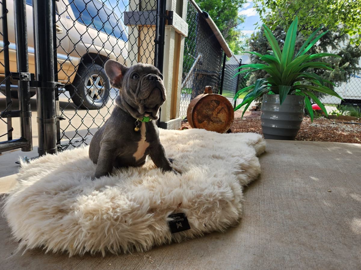French Bulldog Puppies breeder image 4