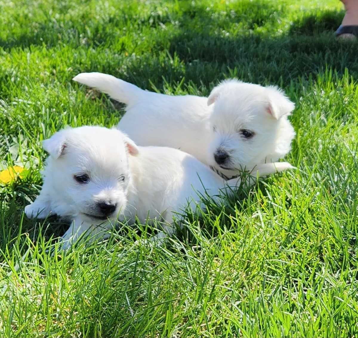 French Bulldog Puppies breeder image 5