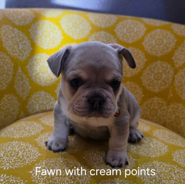 French Bulldog Puppies media 2